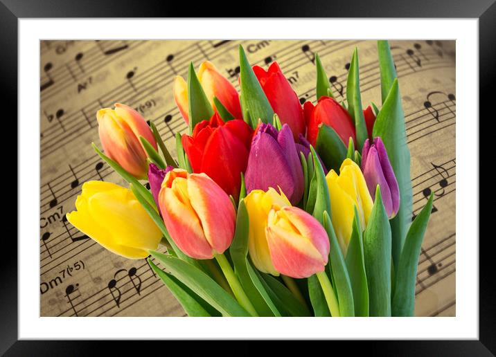 Tulips And Music Framed Mounted Print by Steve Purnell