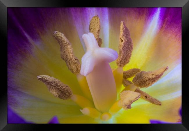 Tulip Macro Framed Print by Steve Purnell