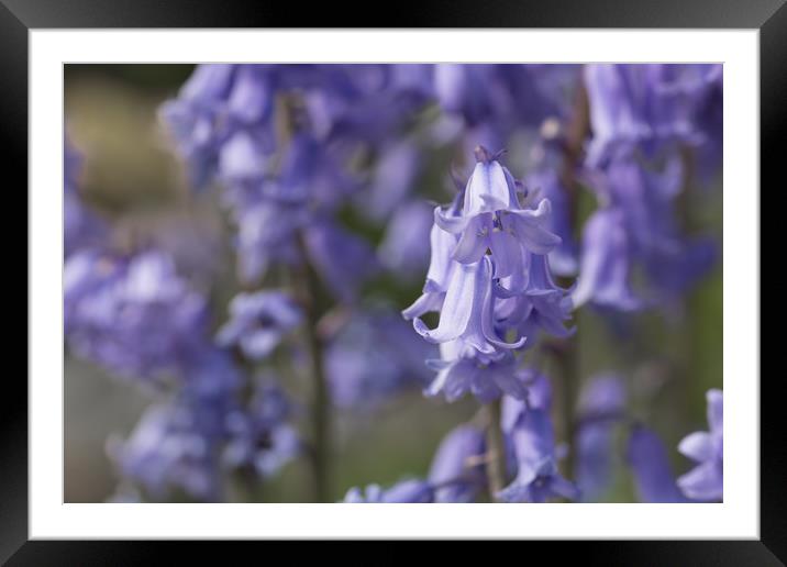 The Bluebell Patch Framed Mounted Print by Steve Purnell