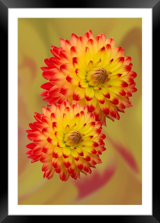 Dahlia Abstract Framed Mounted Print by Steve Purnell