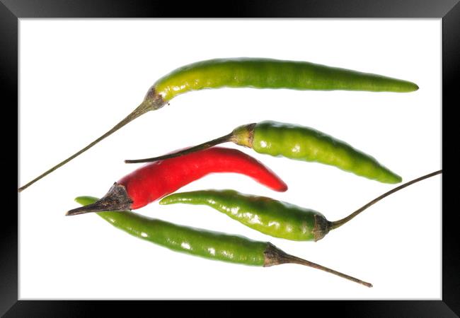 Odd Chilli Out Framed Print by Steve Purnell