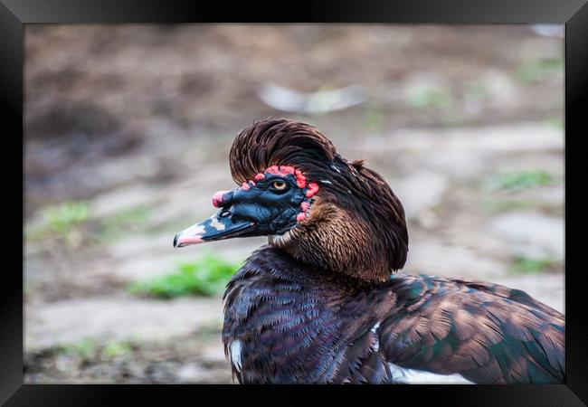 Muscovy Duck 1 Framed Print by Steve Purnell