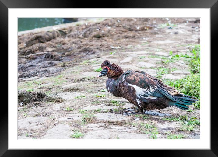 Muscovy Duck 2 Framed Mounted Print by Steve Purnell