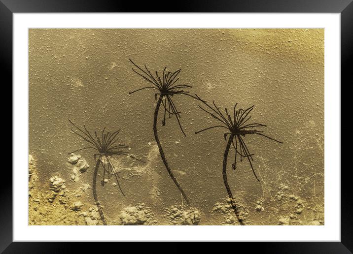 Queen Annes Lace 1 Framed Mounted Print by Steve Purnell