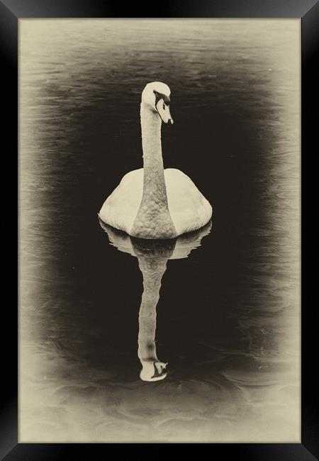 Swan Lake Antique Framed Print by Steve Purnell