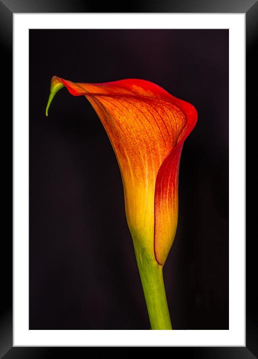 The Elegance of an Orange Calla Lily Framed Mounted Print by Steve Purnell