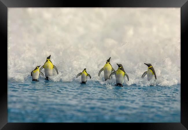 Penguin Day Out 2 Framed Print by Steve Purnell