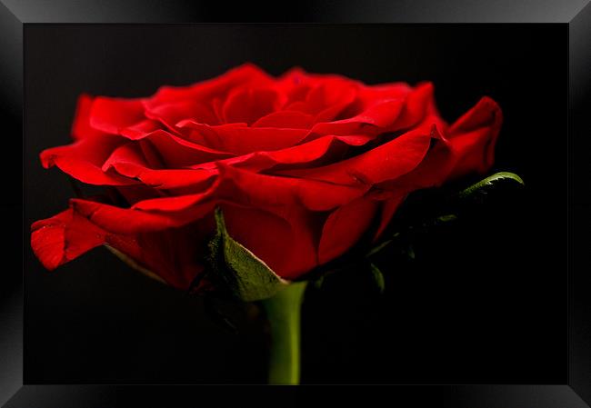 Red Rose On Black Background Framed Print by Steve Purnell