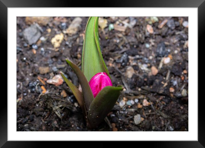 Waiting To Bloom Framed Mounted Print by Steve Purnell