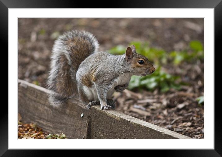 Grey Squirrel Framed Mounted Print by Steve Purnell