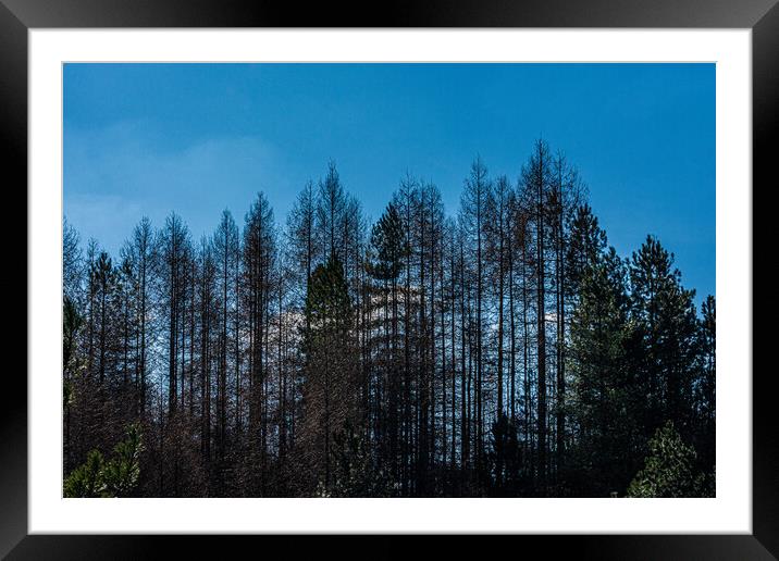 The Tree Line Framed Mounted Print by Steve Purnell