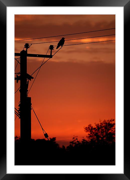 Crow at sunset Framed Mounted Print by Steve Purnell