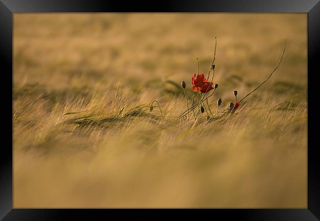 Lonely Poppy. Framed Print by Andrew Wheatley