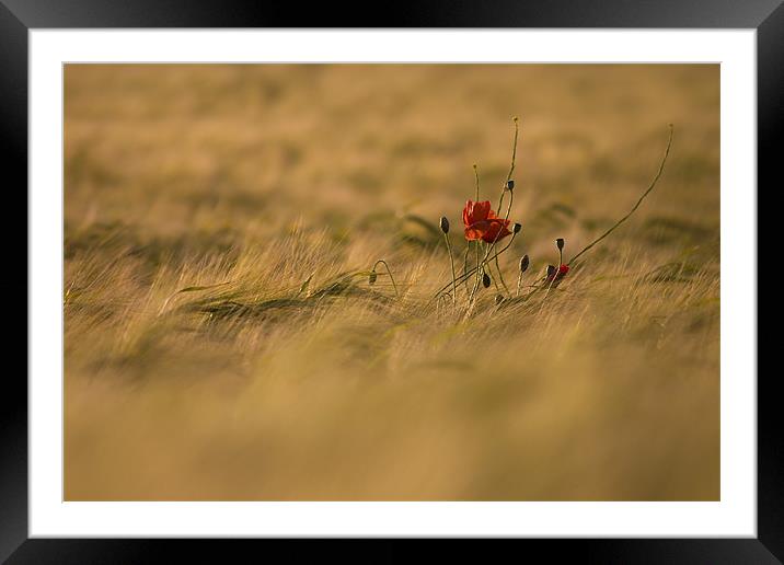 Lonely Poppy. Framed Mounted Print by Andrew Wheatley