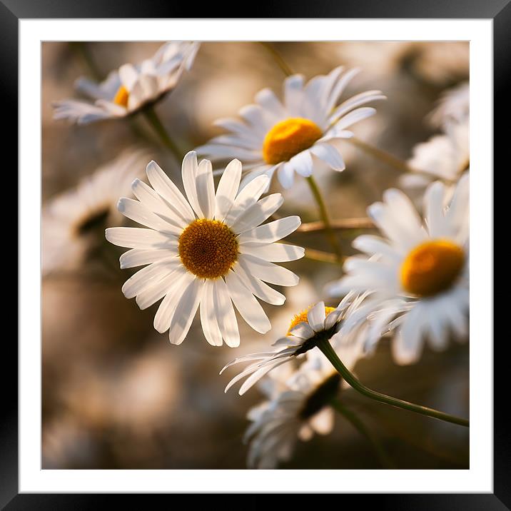 Summer Daisy Framed Mounted Print by Andrew Wheatley