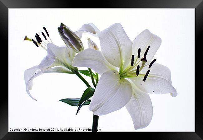 White Lilly Framed Print by andrew bowkett