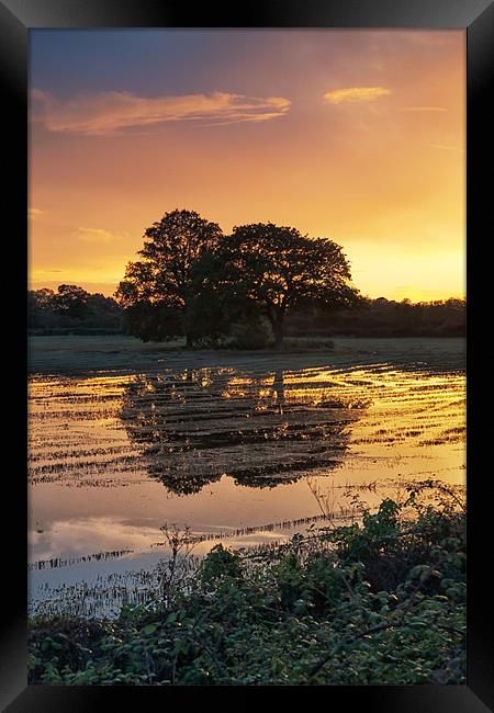 Sunset trees Framed Print by andrew bowkett