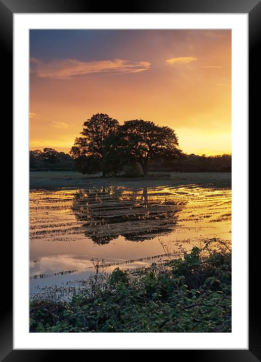 Sunset trees Framed Mounted Print by andrew bowkett