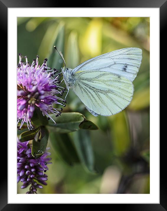 Green veined butterfly Framed Mounted Print by andrew bowkett