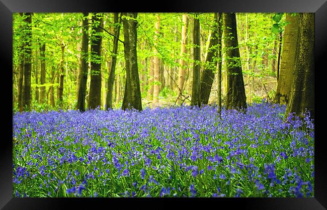 Blue bell wood Framed Print by andrew bowkett