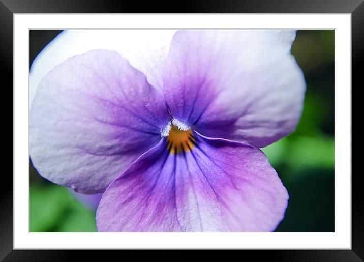 Pansy Framed Mounted Print by andrew bowkett