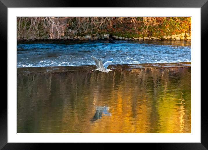 Flight of the Heron Framed Mounted Print by Roger Green