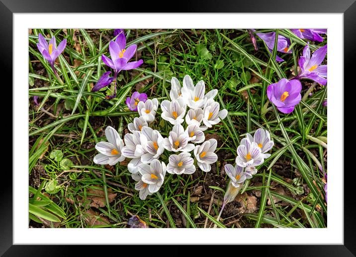 Spring is Here Framed Mounted Print by Roger Green