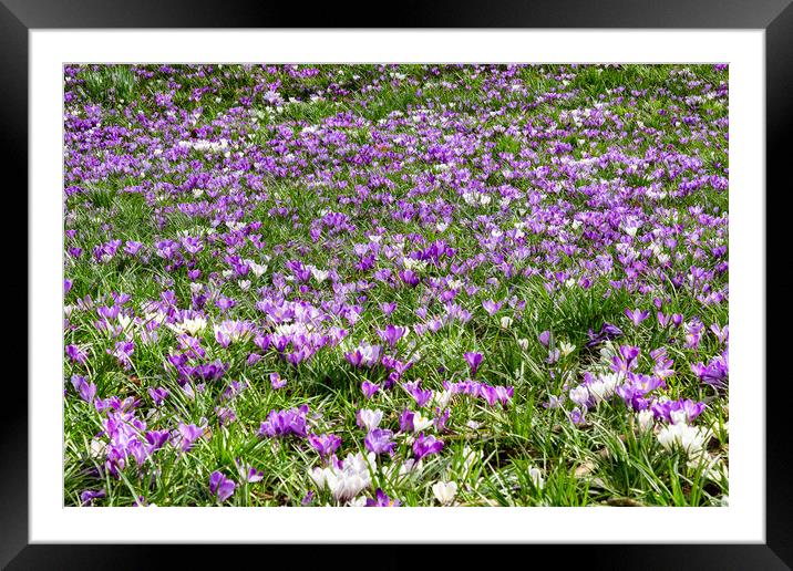 A Swaith of Crocuses Framed Mounted Print by Roger Green