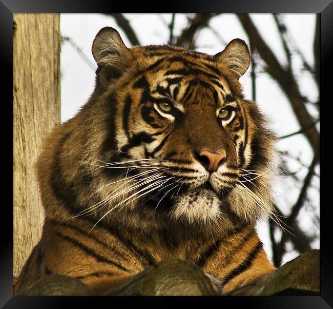 Tiger in his den Framed Print by Roger Green