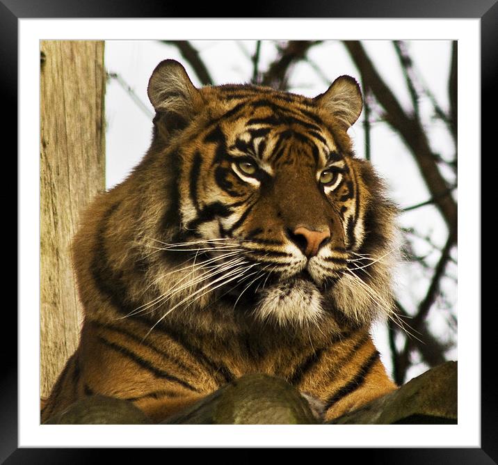 Tiger in his den Framed Mounted Print by Roger Green