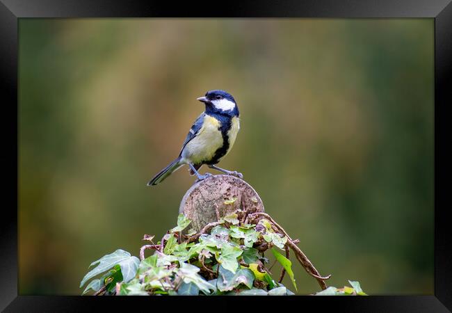 Great Tit Framed Print by Roger Green