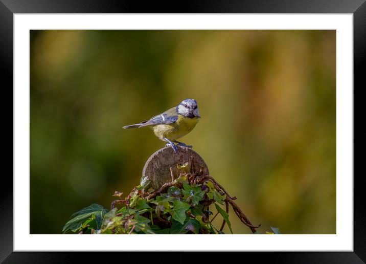 Blue Tit Framed Mounted Print by Roger Green