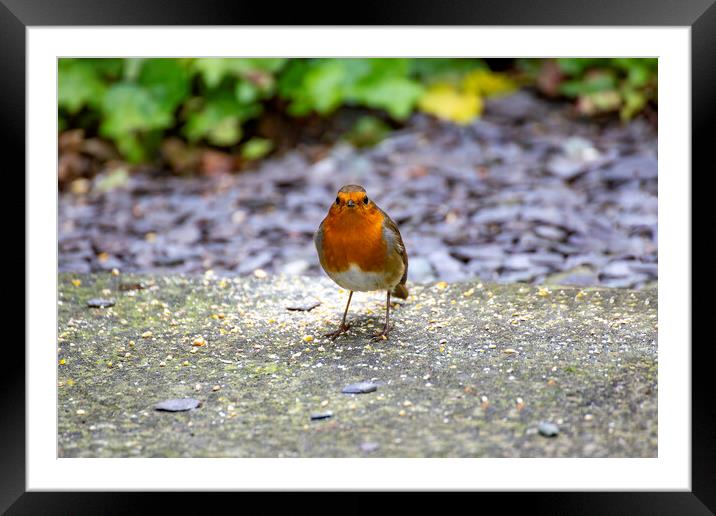 Robin Framed Mounted Print by Roger Green