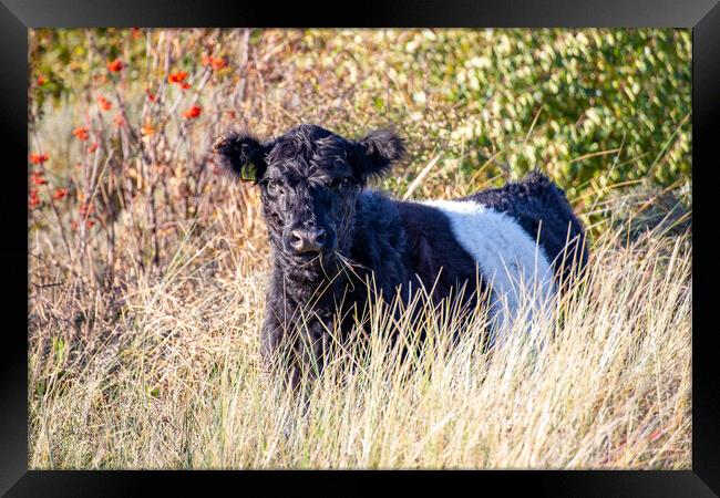 Belted Galloway Framed Print by Roger Green
