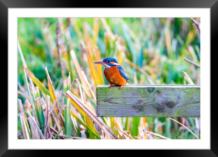 Kingfisher Framed Mounted Print by Roger Green