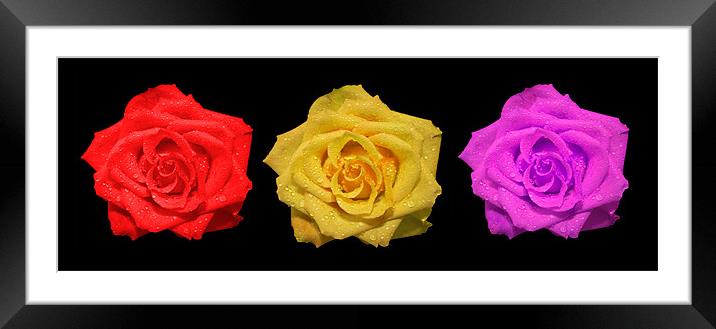 Roses are ......... Framed Mounted Print by Roger Green