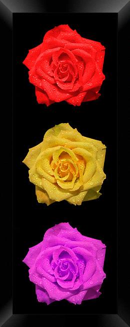 Vertical Roses Framed Print by Roger Green