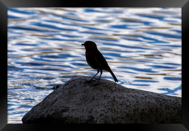 Silhouetted Robin Framed Print by Roger Green