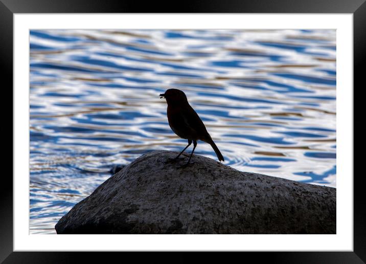 Silhouetted Robin Framed Mounted Print by Roger Green