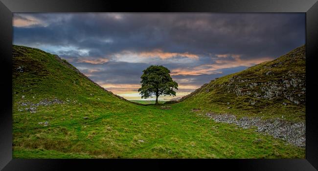 Sycamore Gap Framed Print by Roger Green