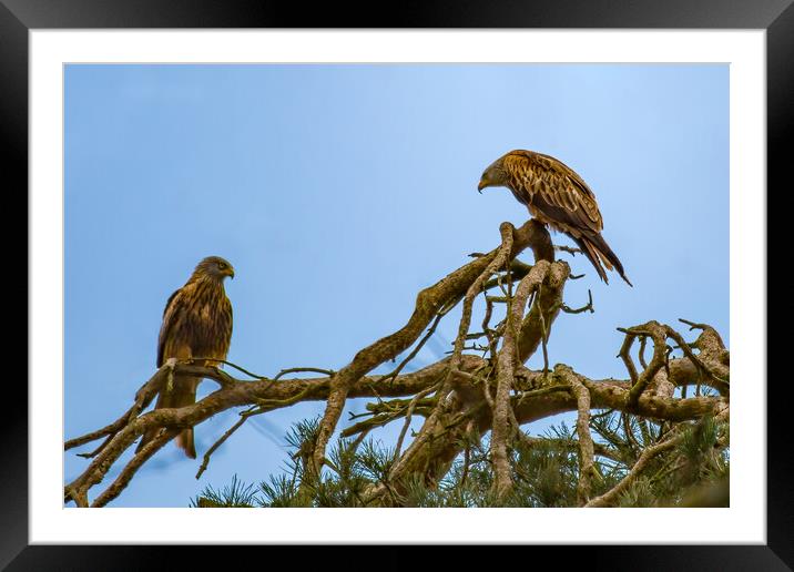 Pair of Perched Red Kites Framed Mounted Print by Roger Green