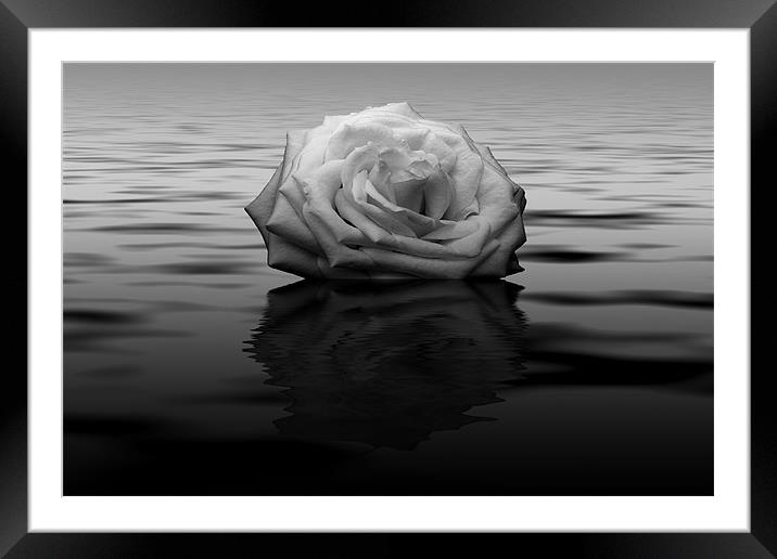 White Rose Reflected Framed Mounted Print by Roger Green