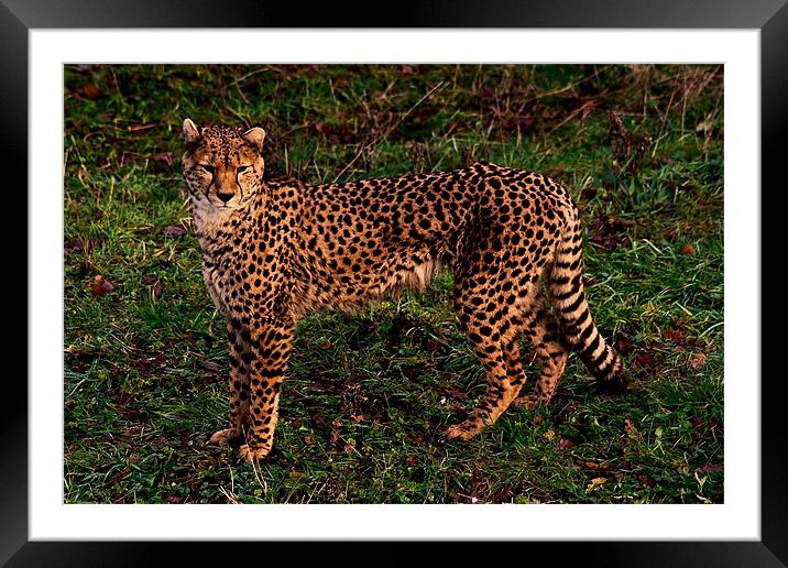 Cheetah Framed Mounted Print by Roger Green