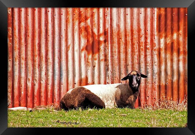 Goat at Rest Framed Print by Roger Green