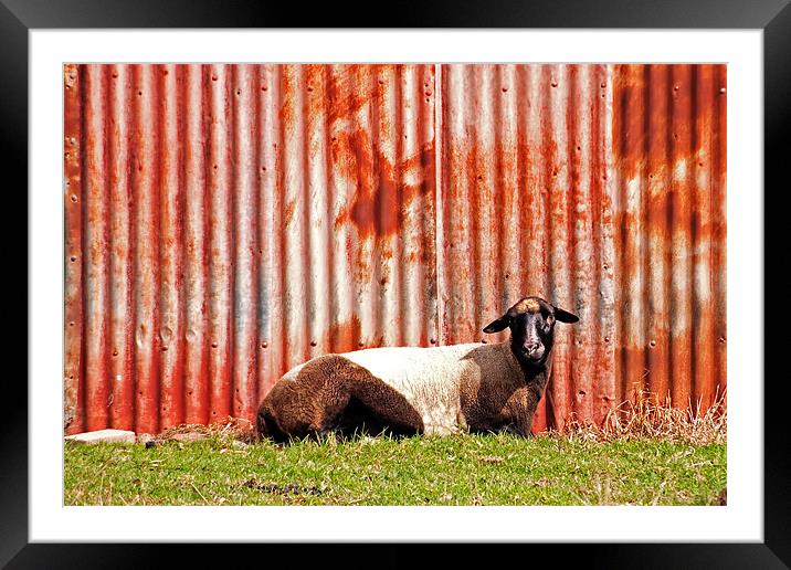 Goat at Rest Framed Mounted Print by Roger Green