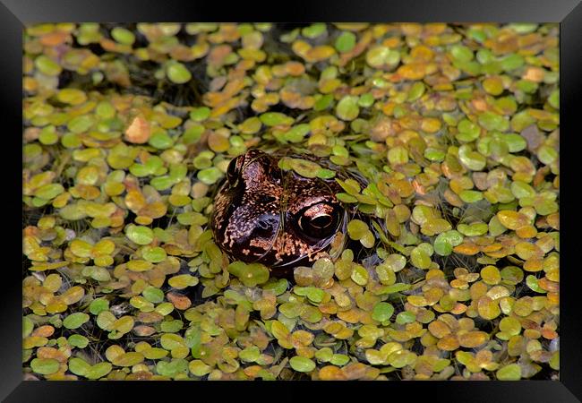 Common Frog Framed Print by Roger Green