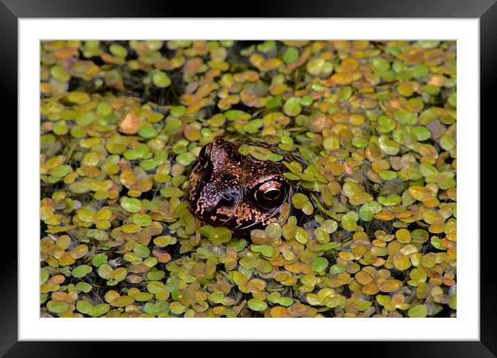 Common Frog Framed Mounted Print by Roger Green