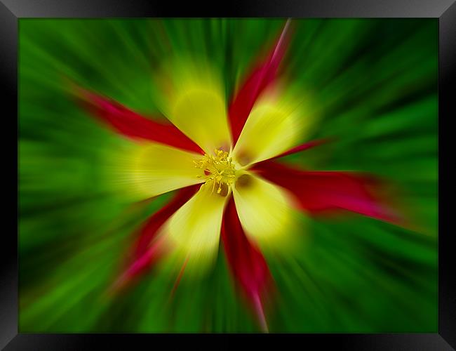 Aquilegia Zoom Framed Print by Roger Green