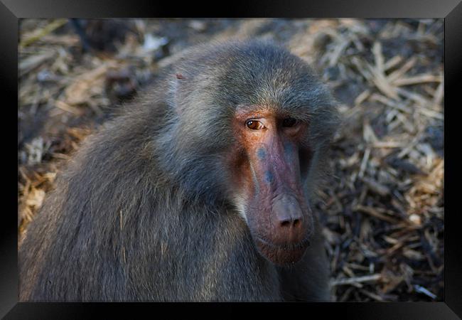 Baboon Framed Print by Roger Green