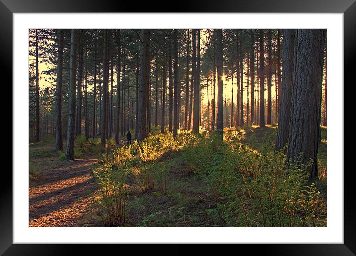 A Stroll in the Woods Framed Mounted Print by Roger Green